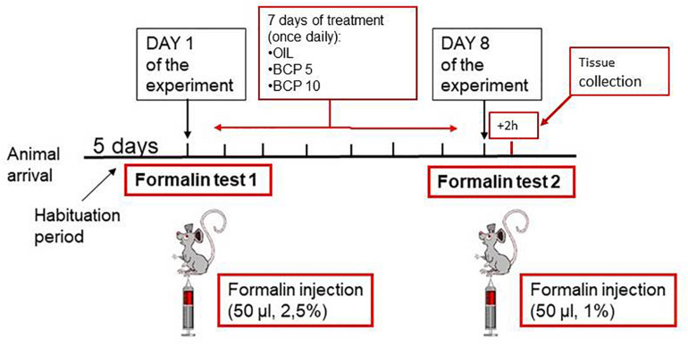 Schematic representation of the experimental design: on the day of the experiment, the two animals belonging to a cage were subjected to the first formalin test (FT1) together in two separate open fields. The formalin concentration was 2.5%. At the end of FT1, the animals were reintroduced into their home cage and randomly assigned to treatment groups. Vehicle or substance [olive oil (OIL), β-caryophyllene (BCP) 5 mg/kg, or BCP 10 mg/kg] was given by oral gavage once a day (at 4 p.m.) from days 1 to 7. On day 8, the animals underwent the second formalin test (FT2) at a lower formalin concentration (1%). Two hours after FT2, the animals were deeply anesthetized and intracardially perfused to collect tissues for histological examinations.
