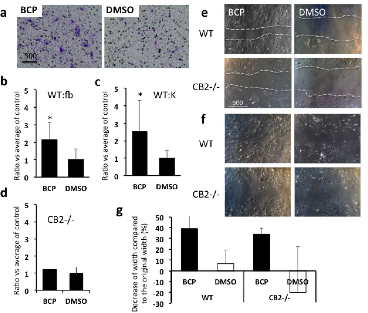 Influence of BCP on cell migration.(a) Representative results of chemotaxis assay. Cells showed chemotactic responses to BCP. Fibroblasts and keratinocytes were exposed either to BCP or to DMSO (control) in culture media in chemotaxis assay kit. WT cells exposed to BCP showed significantly more chemotactic responses toward the bottom of the inserts (fibroblasts, Student T-test, T=2.564, df=8, P=0.033, BCP, n=4, DMSO, n=4, (b); keratinocytes, Student T-test, T=2.456, df=8, P=0.04, BCP, n=4, DMSO, n=4, (c)), but cells isolated from CB2 knockout mice did not show differences between these exposed to BCP and these exposed to DMSO control (fibroblasts, Student T-test, T=0.944, df=4, P=0.398, BCP, n=3, DMSO, n=3, (d)). (e, f, g) Results of scratch tests. Representative images on the influence of BCP (27 µM) on cell migration of fibroblasts. Six hours after scratch (e) and 1 day after scratch (f). Dotted white lines show the edge of scratched area. Scale bar = µm, (g) The distance cells migrated during the 6 hours shown as comparison to the original width (% of shrink in width). O% means no change from original width. ANOVA, Medium type, F1,8=7.16, P=0.028, cell type, F1,8=0.365, P=0.562, BCP, n=3, DMSO, n=3.