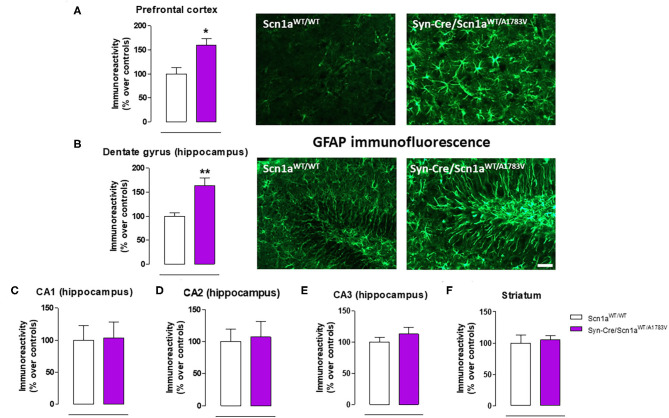Immunoreactivity for the astroglial marker GFAP measured by immunofluorescence in different CNS structures, including representative immunofluorescence images in the prefrontal cortex and the hippocampal dentate gyrus of Syn-Cre/Scn1aWT/A1783V mice compared with Scn1aWT/W animals at PND25. Values are % over controls and correspond to means ± SEM of five to six animals per group. Data were assessed by the Student's t-test (*p < 0.05, **p < 0.01 vs. the control group). Scale bar = 100 μm.