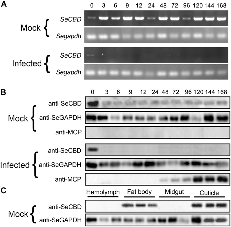 Comparison of SeCBD transcription and expression level in HvAV-3h-infected larvae and mock-infected larvae of Spodopera exigua. (A) SeCBD transcription level detection in HvAV-3h-infected larvae and healthy larvae. (B) SeCBD expression level detection in HvAV-3h-infected larvae and mock-infected larvae. (C) SeCBD expression level detection in healthy larval tissues. Mock, mock-infected larvae; Infected, infected larvae. Error bars represent standard deviation.