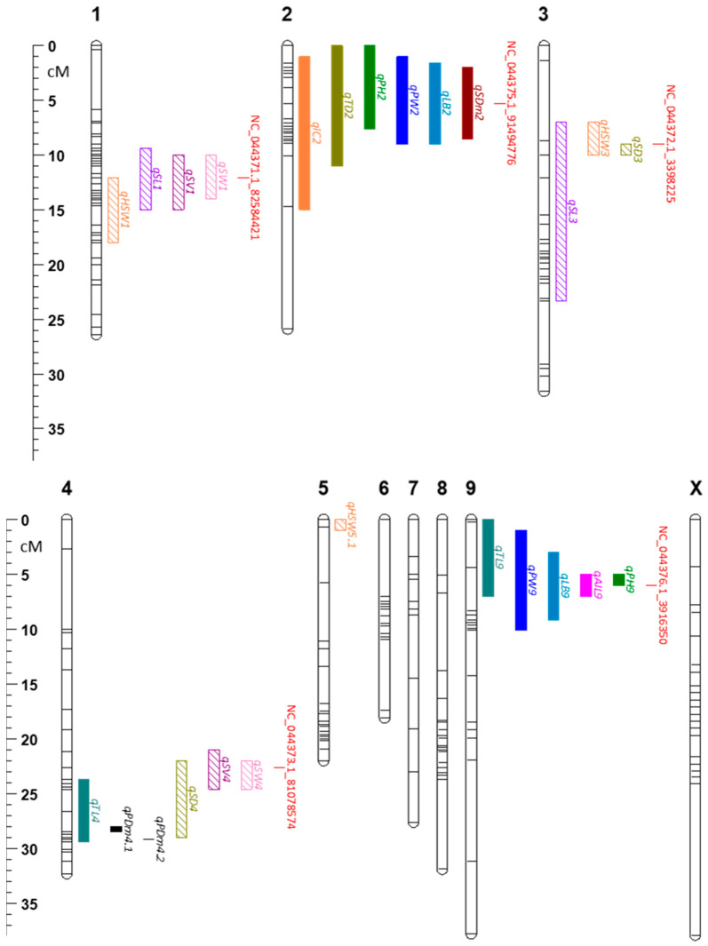Genetic linkage map and distribution of major QTLs identified in the F2 mapping population. The map was generated from 222 F2 individuals genotyped using the HASCH panel and mapping positions of major QTLs (LOD exceeds permutation-derived significance threshold (α = 0.05 with Percent Variance Explained > 10%) seed traits (striped bars) and plant agronomic traits (solid bars) identified in this study. Peak markers that are common for multiple QTLs and their positions are also shown in red. Abbreviations: qAIL—average internode length; qHSW—hundred seed weight; qIC—internode count; qLB—longest branch; qPH—plant height; qPW—plant width; qSD—seed density; qPDm—stem pith cavity diameter; qSL—seed length; qSV—seed volume; qSW—seed width; qSDm—stem diameter; qTD—trichome density; and qTL—trunk length.