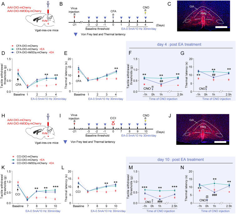 GABARVM neuron activation diminishes EA's analgesic efficacy. A The diagram illustrating the stereotaxic injection of AAV-DIO-hM3Dq-mCherry or AAV-DIO-mCherry viruses into the RVM region of vgat-ires-cre mice. B The experimental design and timeline of the behavioral experiment for activating GABARVM neurons in the CFA model. C The representative fluorescence image shows the injection site of the virus. Scale bars = 500 μm. D-E The time course of EA treatment effect on the tactile withdrawal thresholds (D) and the thermal withdrawal latency (E) in vgat-cre::DIO-mCherry and vgat-cre::DIO-hM3Dq mice treated with CFA. F-G The time course of the effects of EA and CNO treatment on the tactile withdrawal thresholds (F) and thermal withdrawal latency (G) in vgat-cre::DIO-mCherry and vgat-cre::DIO-hM3Dq mice treated with CFA. H The diagram illustrating the stereotaxic injection of AAV-DIO-hM3Dq-mCherry or AAV-DIO-mCherry viruses into the RVM region of vgat-ires-cre mice. I The experimental design and timeline of the behavioral experiment for activating GABARVM neurons in CCI mice. J The representative fluorescence image shows the injection site of the virus. Scale bars = 500 μm. K-L The time course of EA treatment effect on CCI-induced tactile withdrawal thresholds (K) and the thermal withdrawal latency (L) in vgat-cre::DIO-mCherry and vgat-cre::DIO-hM3Dq mice. M–N The time course of effects of EA and CNO treatment changes on CCI-induced tactile withdrawal thresholds M and the thermal withdrawal latency N in vgat-cre::DIO-mCherry and vgat-cre::DIO-hM3Dq mice. *p < 0.05, **p < 0.01 and ***p < 0.001 vs. CFA or CCI-DIO-mCherry group, #p < 0.01 and ###p < 0.001 vs. CFA- or CCI-DIO-mCherry + EA group, two-way ANOVA followed by Bonferroni’s post hoc tests, n = 6 mice per group. All data are shown as mean ± SEM