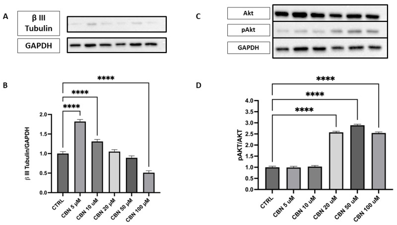 Western blot analysis of β III Tubulin and Akt/p-Akt protein expression in NSC-34 cells treated with CBN (5–100 µM) for 24 h. (A) Representative Western blot images showing βIII Tubulin expression and GAPDH (loading control). (B) Quantification of β III Tubulin expression normalized to GAPDH. The data indicate a statistically significant increase in β III Tubulin expression following treatment with 5 µM and 10 µM CBN compared to the CTRL (p < 0.0001). (C) Representative blots of total Akt, phosphorylated Akt (p-Akt), and GAPDH. (D) Quantification of the p-Akt/Akt ratio revealed a robust and statistically significant increase at 50 and 100 µM of CBN, indicating activation of pro-survival signaling pathways. However, at higher CBN concentrations, a significant reduction in β III Tubulin expression was observed, with the most pronounced decrease at 100 µM (p < 0.0001), suggesting that elevated CBN concentrations may inhibit neuronal differentiation. Data are expressed as mean ± SEM from a minimum of three independent experiments. Asterisks (*) represent levels of statistical significance, with **** corresponding to p < 0.0001.