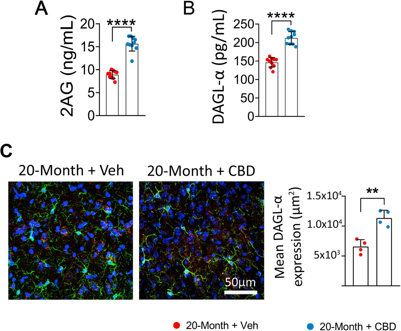 CBD restores 2-AG signalling in the aged mouse brain.Quantitative analysis showing that 20-Month + Veh group of mice exhibit significantly reduced levels of 2-AG, CBD treatment significantly restored it in mPFC (A), and decreased activity of its synthesizing enzyme DAGL-a mPFC, which was reversed by CBD (B). Representative confocal images illustrating reduced expression of DAGL-a in the mPFC of 20-Month + Veh group, reversed by CBD treatment (C), shows microglia Green: microglia (IBA1 +ve), Red: DAGL-a, Blue: nuclear stain (DAPI +ve). Data are presented as mean± SEM and analysed using unpaired t-test. **p < 0.01, ****p < 0.0001. N = 10 mice per group. 2-AG: 2-Arachidonoyl Glycerol; DAGL-a: Diacylglycerol lipase-alpha; CBD: Cannabidiol.