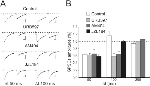 Blocking anandamide degradation lengthens the time window for STD-LTD induction.(A) MF-GPSCs obtained in control, in the presence of the FAAH inhibitor URB597 (1 μM), of the carrier inhibitor responsible for anandamide internalization and degradation AM404 (10 μM) and of the monoacylglicerol lipase inhibitor JZL 184 (1 μM), the enzyme responsible for 2AG degradation, at Δt of 50 and 100 ms. Calibration: 10 ms and 50 pA. (B) Summary plot of MF-GPSCs obtained in control (n = 44, 5 and 5), in the presence of URB597 (n = 7, 9 and 5), AM404 (n = 5, 7 and 5) or JZL 184 (n = 6, 15) at different time windows (Δt) between postsynaptic spiking and presynaptic stimulation. Note that while URB597 and AM404 prolonged the time windows for inducing STD-LTD, JZL 184 did not.