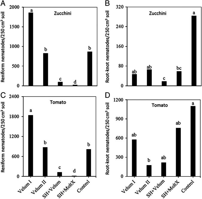 Abundance of A) reniform and B) root-knot nematodes affected by treatments on zucchini or on tomato (C, D) in Trial I. Means (n-9) followed by the same letter(s) are not different according to Waller-Duncan k-ratio (k = 100) t-test. Velum I = fluopyram treatment at crop planting; Velum II = fluopyram treatment at crop planting and 2 weeks after the planting; SH + Velum = pre-plant sunn hemp cover crop followed by fluopyram treatment at 1 month after crop planting; SH + MoltX = sunn hemp cover crop and monthly azadirachtin treatment; Control = untreated bare ground.