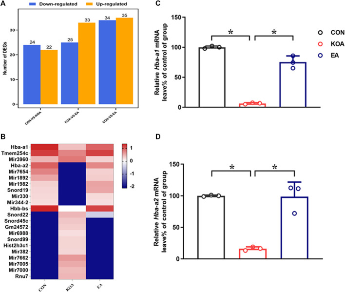 Screening differentially expressed genes (DEGs) Hba-a1 and Hba-a2 involved in EA analgesia in the periaqueductal gray. (A) DEG statistics. The X-axis represents pairwise comparisons, and the Y-axis shows the number of screened DEGs. The blue bars denote downregulated genes, and the orange bars denote the upregulated ones. (B) Heatmap of DEGs in the KOA, EA, and control groups. (C) Summary data show the effect of KOA and EA on the level of the Hba-a1 in PAG tissues. (D) Summary data show the effect of KOA and EA on the level of the Hba-a2 in PAG tissues. Data are expressed as means ± SEM (n = 3 mice in each group). *p < 0.05.