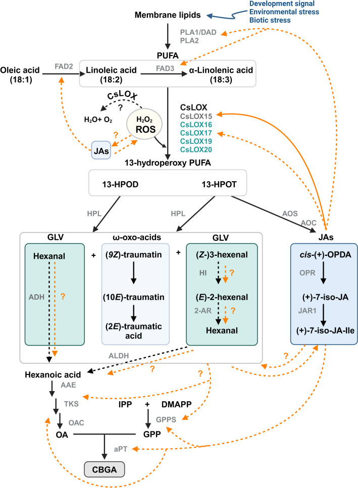Proposed model for the interactions between oxylipin and phytocannabinoid metabolism in Cannabis. LOX-AOS and LOX-HPL branches of the oxylipin pathway may be interacting with phytocannabinoid biosynthesis. Potential mechanisms could include JA-mediated transcriptional regulation of phytocannabinoid biosynthesis genes or by providing a carbon source via the breakdown of PUFA. Solid orange lines represent known interactions; orange dashed lines indicate other possible interactions. Trichome-specific Cannabis LOX candidates for GLV and JA synthesis are shown ( Table 1 ); Black dashed lines represent enzymatic reaction not yet fully explored in Cannabis. CsLOX15 (dark grey) has been functionally characterized, while other CsLOXs (turquoise) remain uncharacterized. Image created in BioRender.com PUFA, poly unsaturated fatty acids; 13-HPOD, (13S)-hydroperoxy-(9Z,11E)-octadecadienoic acid; 13-HPOT, (13S)-hydroperoxy-(9Z,11E,15Z)- octadecatrienoic acid; cis-(+)-OPDA, cis-(+)-12-oxo-phytodienoic acid; (+)-7-iso-JA, jasmonic acid; (+)-7-iso-JA-Ile, jasmonic acid isoleucine conjugate; (9Z)-traumatin, 12-oxo-(9Z)-dodecenoic acid; (10E)-traumatin, 12-oxo-(10E)-dodecenoic acid, (2E)-traumatic acid; (2E)-dodecanedioic acid; IPP, isopentenyl diphosphate; DMAPP, dimethylallyl diphosphate; OA, olivetolic acid; GPP, geranyl pyrophosphate; DAD, defective in anther dehiscence protein, a phospholipase (PLA1); FAD2/3, fatty acid desaturase 2/3; CsLOX, Cannabis lipoxygenase; HPL, hydroperoxide lyase; AOS, allene oxide synthase; AOC, allene oxide cyclase; OPR, 12-oxo-phytodienoic acid reductase; JAR1, jasmonoyl amino acid conjugate synthase; HI, hexenal isomerase; 2-AR, 2-alkynal reductase; ALDH, aldehyde dehydrogenase; AAE, acyl activating enzyme; TKS, tetraketide synthase; OAC, olivetolic acid cyclase; GPPS, geranyl pyrophosphate synthase; aPT, aromatic prenyltransferase.
