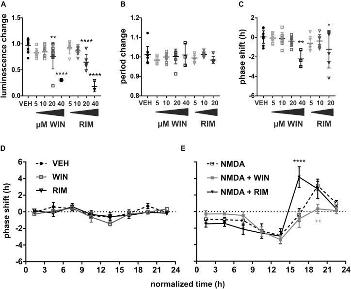 Modulation of SCN phase response to NMDA by endocannabinoid signaling. VEH (0.04% DMSO, n = 11, circles), WIN (5–40 μM WIN 55,212-2 mesylate, CB1R agonist, n = 3–10/concentration, squares) or RIM (5–40 μM rimonabant hydrochloride, CB1R antagonist, n = 6–8/concentration, triangles) were applied to the medium and their effects on PER2 luminescence levels (A), endogenous period (B), and phase (C) were analyzed. Asterisks show results of Dunnett’s multiple comparisons test between VEH and the drugs. (D) PRCs were constructed as in Figure 1C. VEH (black circles, n = 3–8/time point), 10 μM WIN (gray squares, n = 3–7/time point, n = 2 at t = 9–12 h bin) or 10 μM RIM (black triangles, n = 3–7/time point, n = 2 at t = 12–15 h bin) were applied throughout the complete circadian cycle. (E) Application of 10 μM WIN (gray squares, n = 3–8/time point) or 10 μM RIM (black triangles, n = 3–11/time point) preceded the treatment with NMDA by 30 min; NMDA PRC (empty squares) from Figure 1C included for comparison. Asterisks show results of Šidák’s multiple comparisons test between phase shifts in response to NMDA alone vs. WIN/RIM + NMDA at corresponding time points. ∗P < 0.05, ∗∗P < 0.005, ∗∗∗∗P < 0.0001.