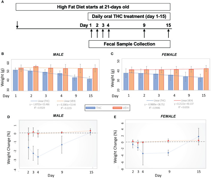 Weight change comparisons by treatment. (A) Experimental design flow chart. (B, C) Bar graph comparison in average weight over time by treatment in male (n=12) (A) and female (n=12) (B) mice. 95% confidence interval error bars displayed are in grams. Linear trend lines illustrate weight change over time with line statistics provided in the legend. (D, E) Daily weight change over time by treatment in male (C) and female (D) mice. 95% confidence interval error bars displayed are in percent weight change.