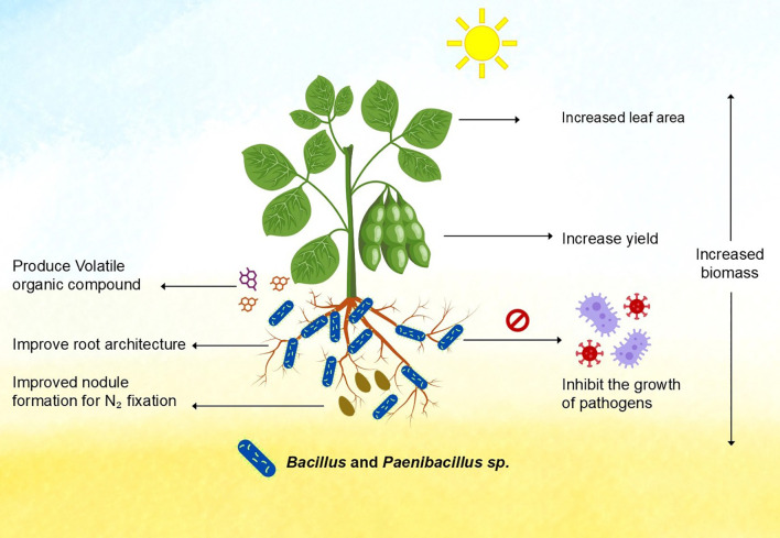 Bacillus and Paenibacillus promote plant growth.
