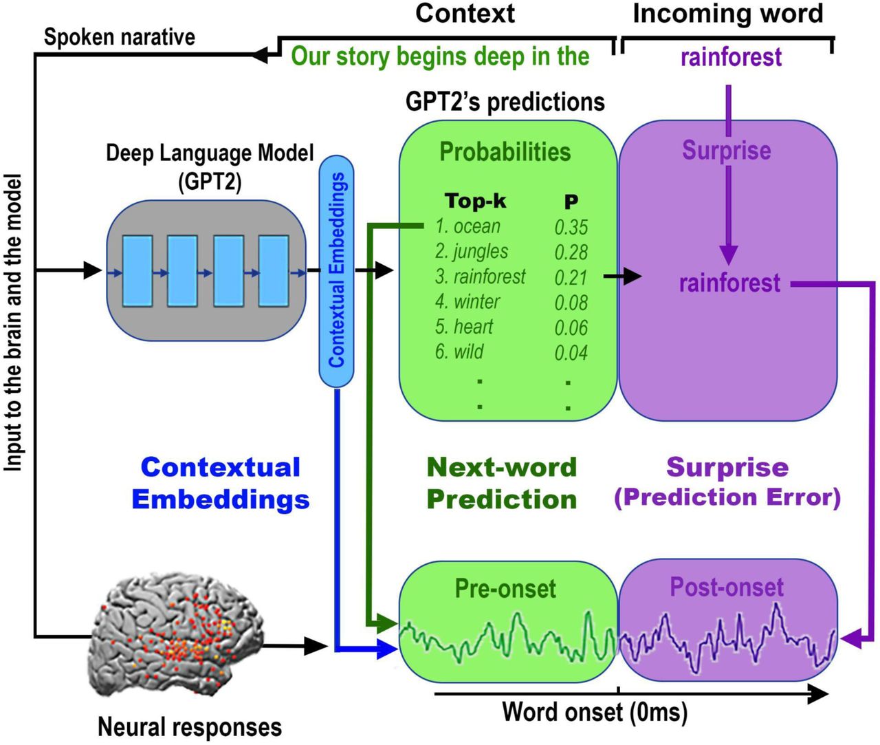 Shared computational principles between the brain and autoregressive deep language models (DLMs) in processing natural language.For each sequence of words in the text, GPT-2 generates a contextual embedding (blue), which is used to assign probabilities to the identity of the next word (green box). Next, GPT-2 uses its pre-onset predictions to calculate its surprise level (i.e., error signal) when the next word is revealed (purple box). The minimization of the surprise is the mechanism by which GPT-2 is trained to generate well-formed outputs. Each colored box and arrow represents the relationship between a given computational principle of the autoregressive DLM and the neural responses. The green boxes represent that both the brain and autoregressive DLMs are engaged in context-dependent prediction of the upcoming word before word onset. The green arrow indicates that we take the actual predictions from GPT-2 (e.g. the top-1 prediction ”ocean” for the example sentence “our story begins deep in the…”) to model the neural responses before word onset (Fig. 4). The purple boxes represent that both the brain and autoregressive DLMs are engaged in the assessment of their predictions after word onset. The purple arrow indicates that we take the actual perceived next word (“forest” in our example), as well as GPT-2’s surprise level for the perceived word (cross-entropy) to model the neural responses after word onset (Fig. 4B and 5B). The blue boxes represent that both the brain and autoregressive DLMs use contextual embeddings to represent words. The blue arrow indicates that we take the contextual embeddings from GPT-2 to model the neural responses (Fig. 6 & 8). We argue here that, although the internal word-processing mechanisms are not the same for the brain and DLMs, they do share three core computational principles: 1) continuous context-dependent next-word prediction before word-onset; 2) reliance on the pre-onset prediction to calculate post-word-onset surprise; and finally, 3) context-specific representation of meaning.