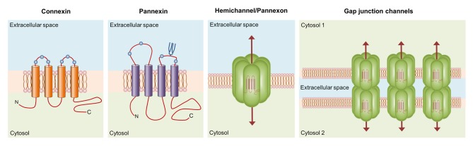 Basic structure of connexin and pannexin-based channels. Connexins and pannexins share a similar membrane topology with four α-helical transmembrane domains connected by two extracellular loops and one cytoplasmic loop; both the amino- and carboxy-termini are intracellular. The relative positions of the extracellular loop cysteines (green balls) and glycosylated asparagines (blue branches) are also shown. Hemichannels (also known as connexons) are formed by the oligomerization of six subunit connexins around a central pore. Pannexons are single membrane channels that are composed of six pannexin subunits. Recently, a band pattern more consistent with an octamer than a hexamer was observed in Panx2 by cross-linking studies and native gels of purified homomeric full-length and C-terminal truncation mutants (Ambrosi et al., 2010). Under resting conditions, hemichannels and pannexons remain preferentially closed, but they may be activated by diverse physiological and pathological conditions and offer a diffuse transmembrane route between the intra- and extracellular milieu. Hemichannels dock each other to form functional cell-to-cell channels termed gap junction channels (GJCs). GJCs aggregate in well-known anatomical structures called gap junctions to facilitate the intercellular cytoplasmic exchange of metabolites, second messengers and ions.