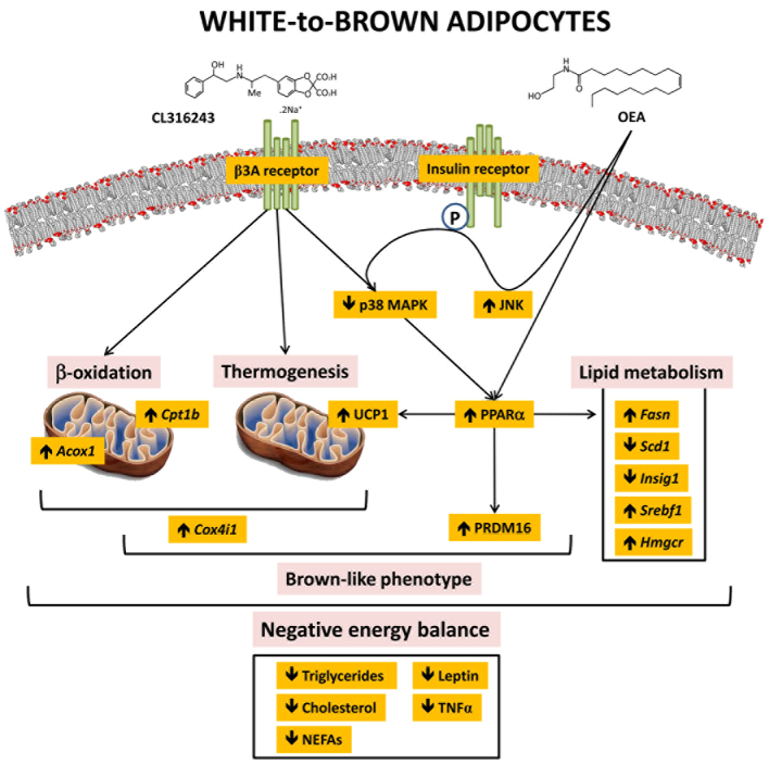 Model of the regulation of thermogenesis, β-oxidation and lipid metabolism by the co-adjuvant activation of β3-adrenergic and PPARα receptors.