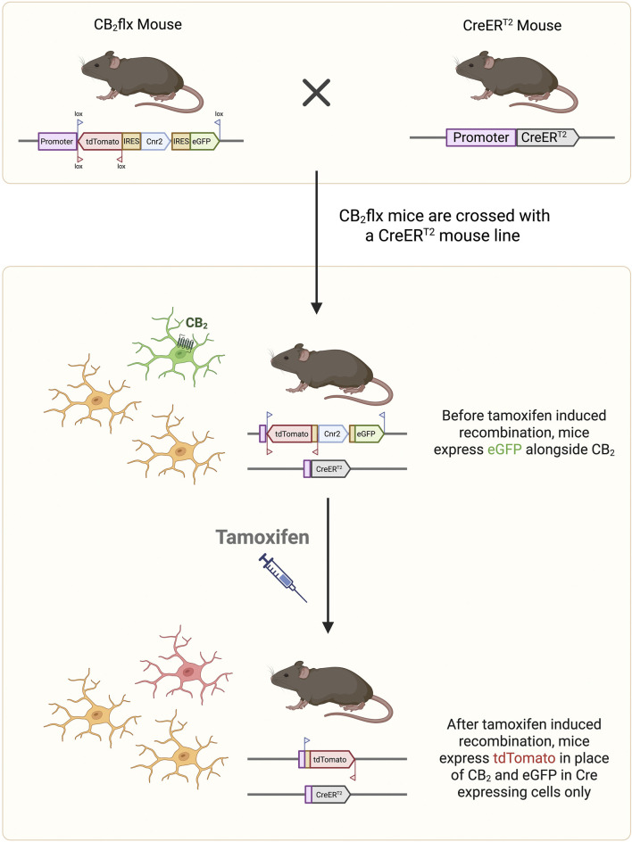Diagram illustrating gene recombination in mice involving CB2flx and CreERT2 genes. CB2flx and CreERT2 mice are crossed, leading to expression of eGFP with CB2. After tamoxifen treatment, recombination occurs, with tdTomato expressed instead of CB2 and eGFP in Cre-expressing cells. Included are visual depictions of mice, gene segments, and neuron illustrations.