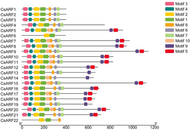 Motif distribution of cannabis CsARFs.