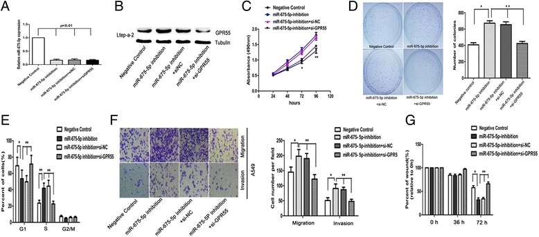 Requirement of GPR55 for miR-675-5p induced suppression of NSCLC cell proliferation, migration and invasion. (A) the level of miR-675-5p in the cells was significantly down-regulated after transfection with miR-675-5p inhibitor. (B) GPR55 was knockdowned in Ltep-a-2 miR-675-5p inhibition cells and analyzed by western blot analysis. Knockdown of GPR55 significantly inhibited proliferation (C), inhibited colony formation (D), induced cell cycle arrest at the G1/S phase (E), inhibited migration and invasion (F), and decreased the wound healing rate (G) in Ltep-a-2 cells. Data were represented as the mean ± SEM of three independent experiments. Negative control: pGC FU-RNAi-NC-LV. *P < 0.05, P* < 0.01.