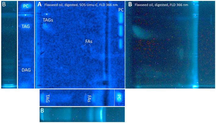 nanoGIT–HPTLC×HPTLC–FLD–SOS-Umu-C bioassay–FLD: genotoxicity bioautogram (using Salmonella typhimurium TA1535/pSK1002) of digested flaxseed oil (20 μg/band) analyzed as in Figure 5, detected at FLD 366 nm (A) after the genotoxicity bioassay, showing genotoxic (blue fluorescent) TAGs, DAGs, FAs, and an unknown apolar genotoxic substance zone (*, e.g., mineral oil aromatic hydrocarbons); (B) comparative chromatogram before the bioassay; 0.2–1.0 ng/band 4-nitroquinoline-1-oxide as a positive control (PC).