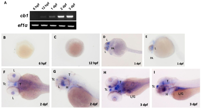 Reverse transcription PCR (RT-PCR) and in situ hybridization analysis of cb1 in embryo-larvae. (A) RT-PCR showing temporal expression profiles of cb1 and reference gene ef1α at 6 h post fertilization (hpf), 12 hpf, 1 day post fertilization (dpf), 2 dpf, and 3 dpf. (B,C) In situ hybridization revealed no detectable cb1 expression at 6 hpf and 12 hpf. (D,E) At 1 dpf, expression localized to the pre optic area (PA) and lens (L). (F,G) By 2 dpf, expression expanded to the telencephalon (Tc), tegmentum (T), lens (L), and hypothalamus (H). (H,I) At 3 dpf, expression persisted in the telencephalon, tegmentum, and hypothalamus, with additional signals in the liver/gut region. This image is reproduced with permission from Refs. [23,24], 2022 S. Karger AG, Basel, Switzerland.