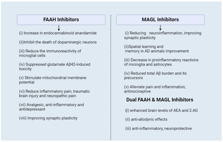 Effects of FAAH inhibitors, MAGL inhibitors, and dual FAAH and MAGL inhibitors at neuronal terminals and their different pharmacological effects.