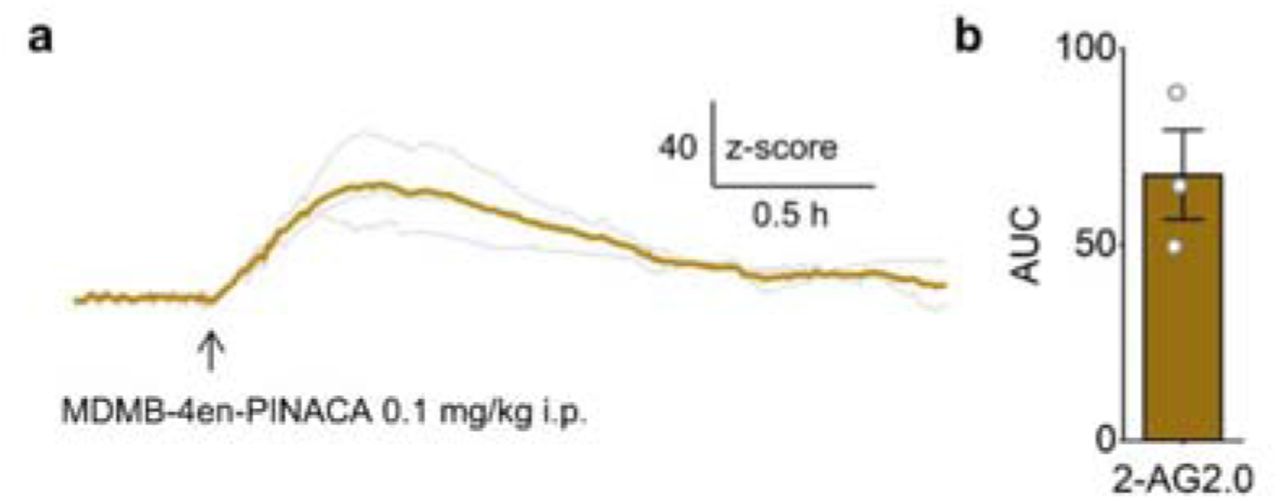 Control experiment confirming 2-AG2.0 expression and responsiveness in the NAc shell of Dagla-cKO mice.a, Average 2-AG2.0 fluorescence trace (z-score) recorded in the NAc shell of Dagla-cKO mice before and after i.p. injection of MDMB-4en-PINACA (0.1 mg/kg). The arrow indicates the time of injection; gray lines represent individual mice and the yellow line represents the group mean.b. AUC of the 2-AG2.0 signal from 5 to 35 min after injection; n = 3 mice.