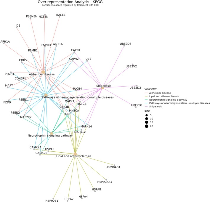 Enrichment network of KEGG pathways related to the Alzheimer disease. Obtained through the analysis of a set of 64 genes modulated by CBD treatment, obtained from the literature, in an Over‐Representation Analysis (ORA) using the clusterProfiler package in R and the KEGG gene set. The defined parameters were as follows: pvalueCutoff = 0.05, qvalueCutoff = 0.05, universe = org. Hs.eg.db, minGSSize = 10, maxGSSize = 500.