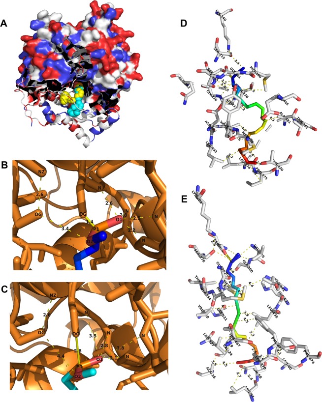 Substrate docking of PpFAAH1 and PpFAAH6. (A) The structure of PpFAAH1 along with docked substrate analogs, MAFP (yellow) and MLnFP (green) are presented. The PpFAAH1 structure is shown in a partial space-filling model with secondary structures as ribbon, interacting with substrate shown as sphere. (B) Polar interaction of MAFP head group with catalytic residues of PpFAAH1. (C) The polar interaction between MLnFP head group and catalytic residues of PpFAAH1. The distance (in angstrom) between the atoms were shown with yellow dotted lines. The nucleophilic attack on the phosphorus of substrate by Ser302 shown as solid yellow line. Atoms are labeled with atomic symbols (N, nitrogen; O, oxygen; P, phosphorus). (D) Substrate MAFP is shown in the substrate binding pocket of PpFAAH1 and (E) PpFAAH6. Van der Waals interaction between residues and acyl chain of MAFP (in rainbow color) are shown with dashed yellow lines. Amino acid residues are notated with their three-letter code and position while their carbon, oxygen and nitrogen are represented as gray, red and blue respectively.