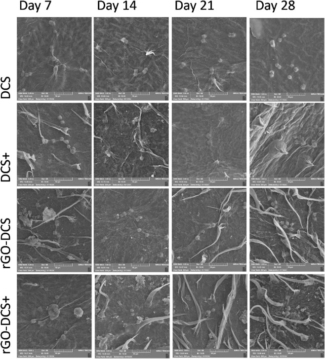 Scanning electron microscope images arranged in a four-by-four grid compare cellular growth on different scaffold surfaces, labeled DCS, DCS+, rGO-DCS, and rGO-DCS+, across four time points: day seven, day fourteen, day twenty-one, and day twenty-eight. Each row represents a different scaffold type and each column represents a different day, showing progressive cellular attachment, spreading, and morphological changes over time.