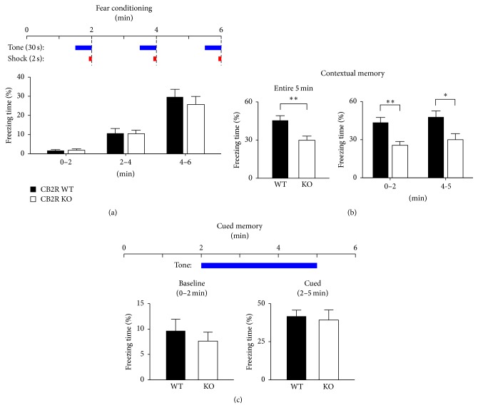 Contextual, but not cued, fear memory of CB2R KO mice is impaired. (a) Baseline freezing behavior of mice during the conditioning period. A mouse in a fear conditioning chamber was presented with a tone for 30 s, 3 times every 2 min. During the last 2 s of the tone, an electric foot shock was delivered. The freezing time of KO mice was similar to that of WT mice in each of the 2 min periods. (b) Contextual fear memory was tested 24 h after the fear conditioning. Mice were placed in the same conditioning chamber for 5 min and the freezing time was measured. The freezing behavior was also analyzed in the early (0–2 min) and late (4-5 min) phases of the 5 min period. ∗∗ P < 0.01; ∗ P = 0.02; t-test. (c) Cued fear memory was assayed after the contextual memory test in a modified conditioning chamber. A tone was presented for 3 min and the freezing behavior was monitored before (for 2 min) and during the tone. Error bars represent SEM.
