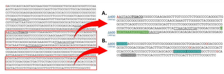 Location of potential cAMP response elements (CREs) and promoter elements in the full-length (FL) CNR1 promoter sequence. In silico modeling of the FL promoter sequence predicted several CREs in two online software packages: JASPAR (underlined) predicted multiple binding sequences while PROMO (bold) only predicted one area of binding (red letters mark the start of each deletion fragment). (A) Both software packages predicted a CRE at the start of Δ400 (−600 bp from TSS) maintaining luciferase activity similar to FL. Deletion of this CRE in Δ600 (−400 bp from TSS) resulted in significantly reduced activity. In (A,B), the eukaryotic core promoter predictor YAPP found multiple promoter elements in the two regulatory regions, including TATA box (TATA, green), B recognition elements (BRE, turquoise), and initiator elements (Inr, gray). The regions between Δ900 (−100 bp from TSS) and Δ950 (−50 bp from TSS) showed core promoter function that, following deletion, completely eliminated transcriptional activity. Created with BioRender.com.