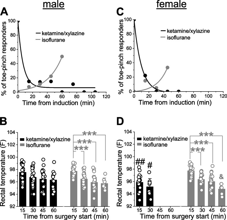 Toe-pinch responses and rectal temperature readings in male and female rats validate KX and isoflurane anesthesia performance. A Percent of toe-pinch responding male rats among those which were induced with KX versus isoflurane and maintained with ketamine or isoflurane, respectively, at different time-points during catheter placement and cranial window surgery. If animal responded to a toe-pinch, ketamine or isoflurane within maintenance dose was increased. Here and in C, data were fitted with exponential decay or exponential growth functions of first order using built-in fitting protocol in Origin 2022 (OriginLab Corp). For males under KX, R-square reflecting goodness of fit was 0.96, for males under isoflurane R reached 0.99. B Scattered graph showing rectal temperature readings in males under either KX or isoflurane anesthesia at different time-points (in minutes) following induction with KX or isoflurane, respectively. Here and in D, data are shown as mean ± S.D. ***Statistically significant difference, < 0.001 by ANOVA with Tukey post-test. C Percent of toe-pinch responding female rats among those which were induced with KX versus isoflurane and maintained with ketamine or isoflurane, respectively, at different time-points during catheter placement and cranial window surgery. If animal responded to a toe-pinch, ketamine or isoflurane within maintenance dose was increased. For females under KX, R-square reflecting goodness of fit was 0.99, for females under isoflurane R reached 0.72. D Scattered graph showing rectal temperature readings in females under either KX or isoflurane anesthesia at different time-points (in minutes) following induction with KX mixture or isoflurane, respectively. ##Statistically significant difference compared to the corresponding time-point in males, p = 0.000483 by 2-tail t-test; #statistically significant difference compared to the corresponding time-point in males, p = 0.012905 by 2-tail t-test. After 30 min, females lacked reply to a toe-pinch under KX (Fig. 1C). Thus, surgeries in females under KX anesthesia were completed faster than in males resulting in missing temperature readings at 30 and 45 min. ***Statistically significant difference, < 0.001 by ANOVA with Tukey post-test. &Statistically significant difference from rectal temperature at 30 and 45 min, p < 0.05 by ANOVA with Tukey post-test