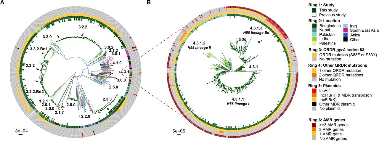 Global population structure of Bangladesh S. Typhi.(A) Global population structure of Non-H58 (4.3.1) Bangladesh genotypes. (B) Global population structure of H58. Branch colours indicate country/region of origin, as do the inner two rings. The third ring indicates mutations in codon 83 of gene gyrA, fourth ring indicate the number of additional QRDR mutations. The fourth ring indicates the presence of any plasmids and the sixth ring indicates the presence of AMR genes. All branches and rings are coloured as per the inset legend. Arrows indicate localised lineages of Bangladeshi isolates.