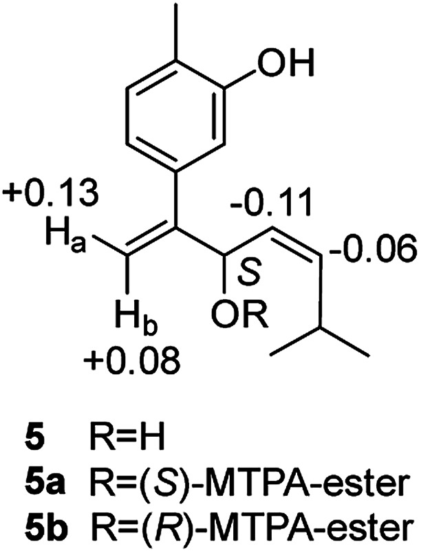 Δδ (δ5a − δ5b in ppm) obtained for the MTPA esters of compound 5.
