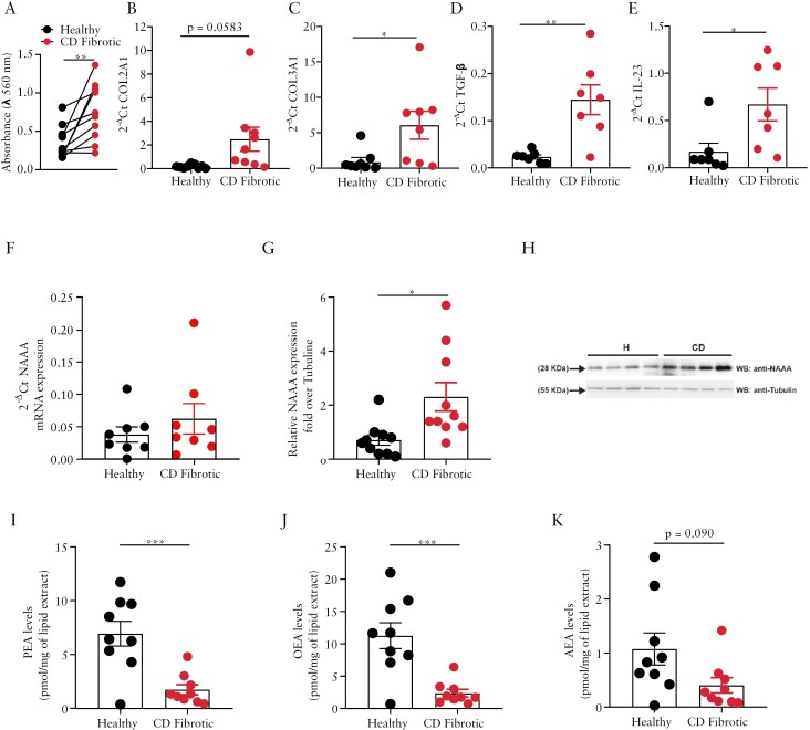 N-acylethanolamine acid amidase (NAAA) is upregulated in stenotic colonic tissues of Crohn’s disease (CD) patients, which is associated with a reduction of its substrates. (A) Quantification of collagen deposition by hydroxyproline assay in ileocolonic tissues from CD patients in which “healthy” means the nonstenotic area compared to the stenotic area of the same patient defined as “CD fibrotic.” Results are reported as absorbance values (560 nm) proportional to the content of hydroxyproline. Data are presented as means ± SEM of n = 10 CD patients. **p ≤ 0.01 as calculated by paired Student’s t test. (B-F) COL2A1 (B), COL3A1 (C), TGF-β (D), IL-23 (E), and NAAA (F) gene expressions evaluated by RT-qPCR in ileocolonic tissues from CD patients in which “healthy” means the nonstenotic area compared to the stenotic area of the same patient defined as “CD fibrotic”. Results are calculated using the 2-ΔCt formula. Data are presented as means ± SEM of n = 10 CD patients in which outliers have been removed by ROUT test. *p ≤ 0.05 and **p ≤ 0.01 as calculated by paired Student’s t test. (G, H) NAAA protein expression by western blot analysis of ileocolonic tissues from CD patients in which “healthy” means the nonstenotic area compared to the stenotic area of the same patient defined as “CD fibrotic”. NAAA protein expression was normalized on housekeeping protein α-tubulin. Representative immunoblots (H). Data are presented as means ± SEM of n = 10 CD patients. *p ≤ 0.05 as calculated by paired Student’s t test. (I-K) Endogenous-level measurements of palmitoylethanolamide (PEA) (I), oleoylethanolamide (OEA) (J), and anandamide (AEA) (K) by LC-APCI-MS of ileocolonic tissues from CD patients in which “healthy” means the nonstenotic area compared to the stenotic area of the same patient defined as “CD fibrotic.” The levels of AEs are reported as pmol/mg of lipid extract. Data are presented as means ± SEM of n = 10 CD patients in which outliers have been removed by ROUT test. ***p ≤ 0.001 as calculated by paired Student’s t test.