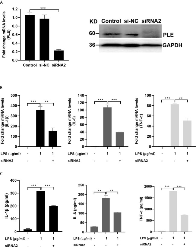 Decreased LPS-stimulation on the expression of proinflammatory cytokines in PAMs by transfection of siRNA2 targeting PLEs. (A) The expression of PLEs was confirmed by RT-qPCR (left) and western blotting (Right). si-NC: si negative control. (B) Decreased LPS-stimulation on the mRNA expression of proinflammatory cytokines in PAMs by transfection of siRNA2 targeting PLEs. PAMs were cultured for 24 h, and then transfected with siRNA. After incubation for 24 h, LPS (1 µg/mL) was treated for additional 6 h Then, total RNA was isolated and analyzed for the mRNA level of proinflammatory cytokines by RT-qPCR. (C) Decreased LPS-stimulation on the protein expression of proinflammatory cytokines in PAMs by transfection of siRNA2 targeting PLEs. Cells were treated as Experiment B (above). However, culture supernatant was collected and analyzed by ELISA. Data are presented as the mean ± SEM of 3 independent experiments. Statistical significance was indicated by asterisks (** P < 0.01; *** P < 0.001).