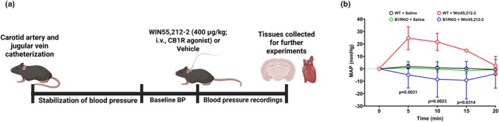 WIN55,212‐2 increases blood pressure in a B1R‐dependent manner. (a) Experimental schematic showing acute intravenous injection of WIN55,212‐2 (400 μg/kg) via the jugular vein, followed by blood pressure measurement and tissue collection. (b) Mean arterial pressure (MAP) response to WIN55,212‐2 in wild‐type (WT) and B1 receptor knockout (B1RKO) mice. WIN55,212‐2 significantly increased MAP in WT but not in B1RKO mice, suggesting a B1R‐dependent mechanism. Data are presented as mean ± SD. Repeated measures 2‐way ANOVA, n = 3–6 mice/group.