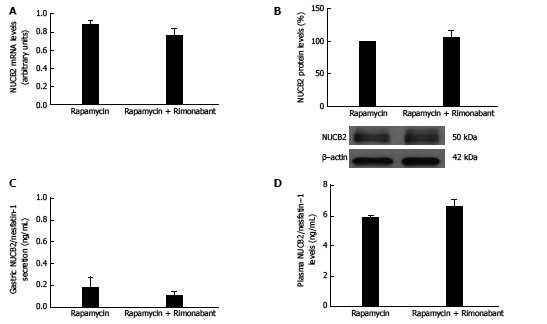 mRNA expression levels measured by real-time PCR for Nucb2 (A), Nucb2 protein levels and representative Western blot from the mucosa. β-actin was used as a loading control. Dividing lines indicate splicings within the same gel (B), Nucb2/Nesfatin-1 secretion from tissue explant analyzed by ELISA (C), plasma Nucb2/Nesfatin-1 levels (D) obtained from 36-h fasted animals treated with rimonabant i.p. (n = 9) and/or rapamycin i.p. chronically for 1 wk (n = 9).