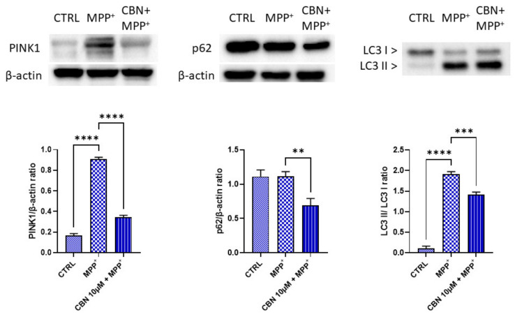 CBN reduced the MPP+-induced increase in PINK1, p62 and LC3 II levels. MPP+ treatment increased PINK1 and LC3 II levels. CBN pre-treatment was able to reduce PINK1, p62 and LC3 II levels (n = 3). ** p < 0.01; *** p < 0.001; **** p < 0.0001.