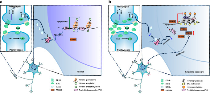 PRDM5-MAGL-2-AG-CB1R pathway in the DLS regulates ketamine addiction.a Simplified scheme of PRDM5-MAGL-2-AG-CB1R pathway in normal mice. b Simplified scheme of PRDM5-MAGL-2-AG-CB1R pathway in mice under ketamine conditioning paradigm. Ketamine represses Mgll gene transcription by enhancing the binding of PRDM5 at the promoter of gene Mgll, leading to the decreased MGL expression and 2-AG hydrolysis. Consequently, increased 2-AG activates CB1R signaling, resulting in ketamine addiction-related dendritic remodeling and behaviors.