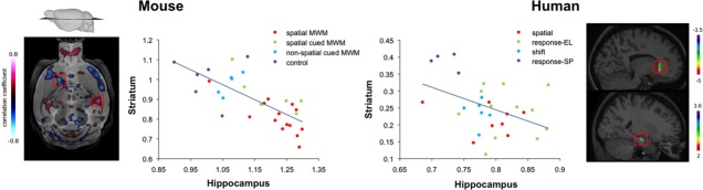 Inverse relationship between hippocampus and caudate nucleus gray matter in mice (left) and humans (right). The mouse MRI image depicts a correlation between hippocampus CA1 gray matter (taken from a region near the lower red square) and whole brain gray matter, indicating a negative correlation with the striatum (identified with the top red square). Mice were trained for 5 days on one of four different versions of the Morris water maze: spatial MWM (standard spatial memory version of the Morris water maze task), spatial cued MWM (version involving a cue over the target platform and visible extra-maze landmarks), non-spatial cued MWM (version with a cue over the target platform and a curtain around the maze hiding extra-maze landmarks), and controls (mice which were handled but did not receive training). Non-spatial mice in this task are engaged in a stimulus-response strategy. Using high-resolution MRI, authors revealed a negative correlation between gray matter in the hippocampus and striatum in all mice. In other words, mice with more gray matter in the hippocampus have less gray matter in the striatum and vise versa. The mouse MRI image and data are courtesy of Dr. Jason Lerch, Mouse Imaging Centre, Hospital for Sick Children, Toronto, Ontario, Canada and was published in Lerch et al. (2011). The human MRI images depict regression analyses between errors made by young adult participants while performing the 4/8VM probe trial (when all landmarks were removed) and whole brain gray-matter density. Gray matter in the hippocampus positively correlated with probe errors while gray matter in the caudate nucleus negatively correlated with probe errors. Images show the results superimposed onto an anatomical MRI and are displayed in the sagittal plane. There was a negative correlation between gray matter in the hippocampus at peak (x = 24, y = 13, z = 20) and gray matter in the caudate nucleus at peak (x = 14, y = 28, z = 4) (indicated with the red squares: top for caudate nucleus and bottom for the hippocampus). Spatial and Response navigational strategy groups depicted are further divided into the following groups: spatial learners who maintain using spatial strategies with training (spatial), spatial learners who shift to using a response strategy with training (shift), response learners who used a pattern of open and closed pathways from an external landmark such as a tree (response-EL), and response learners who used a pattern of open and closed pathways from the starting position (response-SP). Human MRI images were adapted from a previous publication (Bohbot et al., 2007).