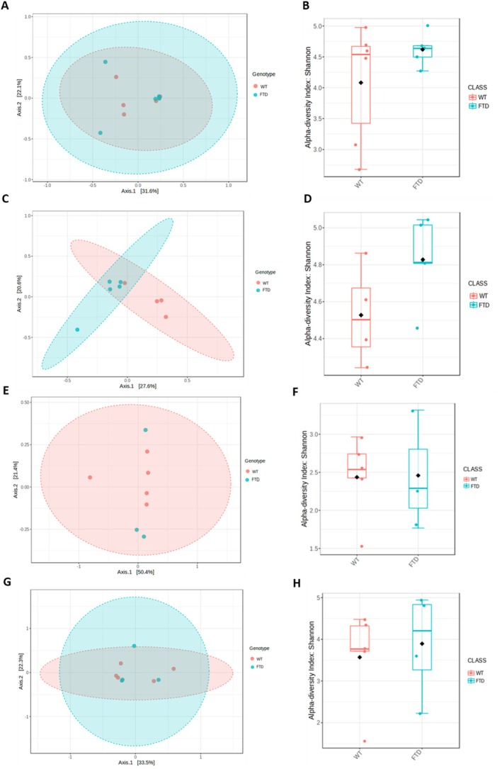 Microbial diversity. Principal coordinate analysis (PCoA) plots showing the distribution of microbial communities according to genotype in the feces (A), caecum (C), ileum (E), and jejunum (G). The axes indicate the percentage of variation explained by the first two principal coordinates. Shannon alpha‐diversity index is presented as boxplots to compare microbial diversity among genotypes in the feces (B), caecum (D), ileum (F), and jejunum (H).