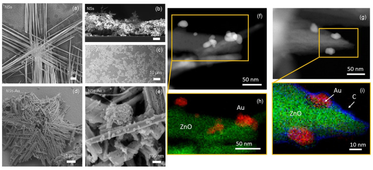 Field emission scanning electron microscopy images of ZnO nanowires assembled as a nanostar (NS) in (a) plan and (b) cross-sectional views; NSs decorated with Au NPs at (c) low- (d) medium- (tilted view), and (e) high-magnification plan views. NSs were spin-coated on a Si substrate for imaging. NSs are made of 5 µm long arms, each one composed of entangled parallel wires, showing a remarkable surface-to-volume ratio. HAADF STEM images of ZnO NSs decorated with Au NPs (f) before and (g) after α-synuclein immobilization; (h,i) corresponding EDX elemental maps.