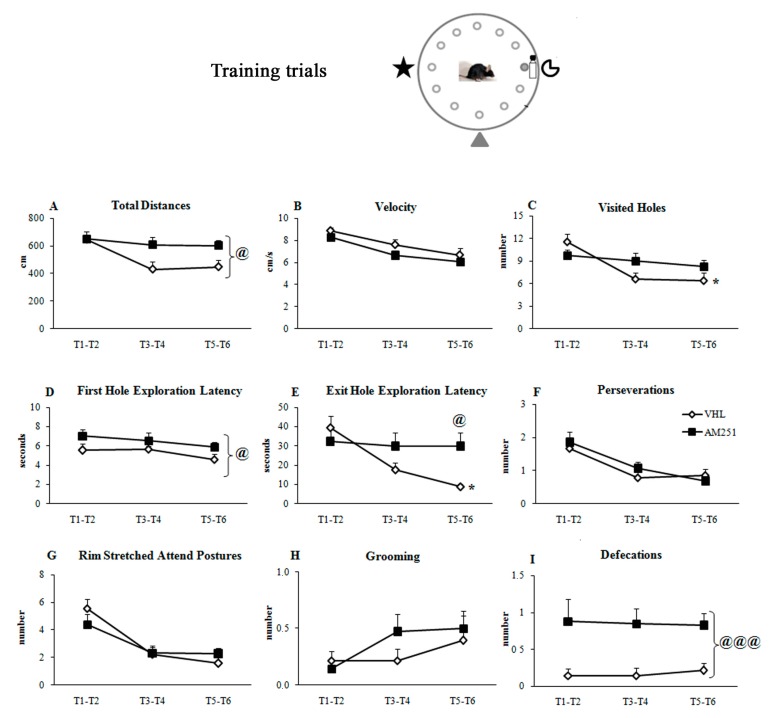 Behavior in the training trials. Total distances (A), velocity (B), visited holes (C), first hole exploration latency (D), exit hole exploration latency (E), perseverations (the mouse visited the same hole or at least two adjacent holes twice in a row) (F), rim stretched attend postures (G), grooming (H) and defecations (I) exhibited by animals injected with AM251 or vehicle (VHL). The data are presented as mean and standard errors. For each parameter, the values of trials 1-2 (T1-2), 3-4 (T3-4) and 5-6 (T5-6) were mediated and analyzed by two-way ANOVAs (group x trials). Significant group effect: @: p ≤ 0.05; @@@: p < 0.0005; significant Interaction: * p ≤ 0.05.