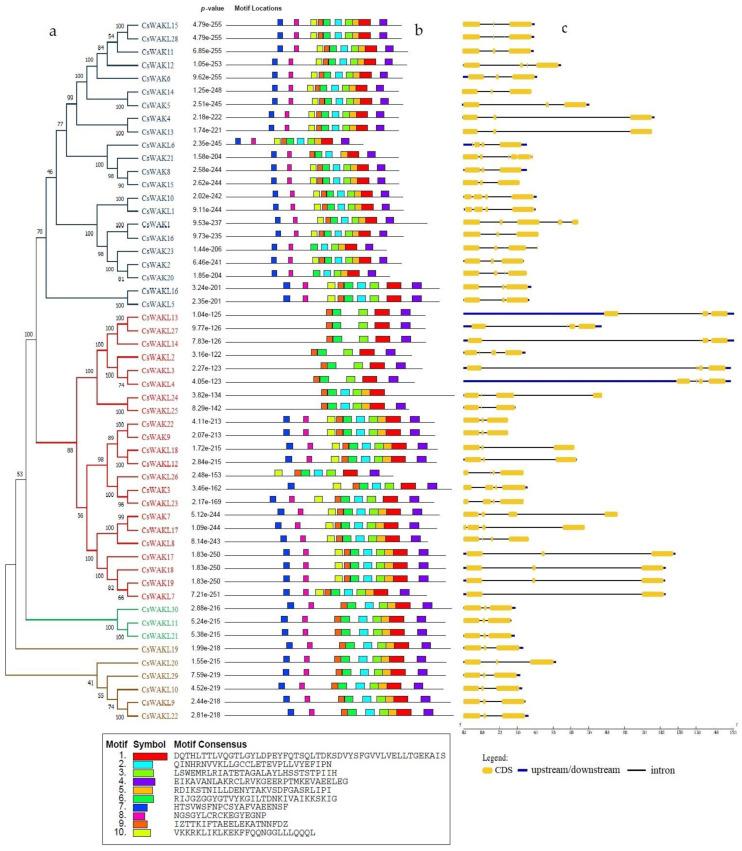 The phylogenetic tree of CsWAK/CsWAKL proteins in Cannabis sativa constructed with 1000 bootstrap using the neighbor-joining algorithm (a) and the motif sites of the CsWAK/CsWAKL protein sequences (b). The height of the block gives the indication of the significance of the site, where taller blocks are more significant. (c) Gene structure of CsWAKs/CsWAKLs. The yellow boxes, blue lines, and black lines represent the CDS regions, upstream/downstream regions, and the introns, respectively.