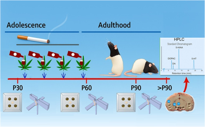 Schematic timeline illustrating adolescent-to-adult progression in rats, including exposure to nicotine, alcohol, and cannabis during adolescence; behavioral testing at P30, P60, and P90 (maze/apparatus icons); and subsequent analysis of brain monoamines with representative HPLC chromatograms.
