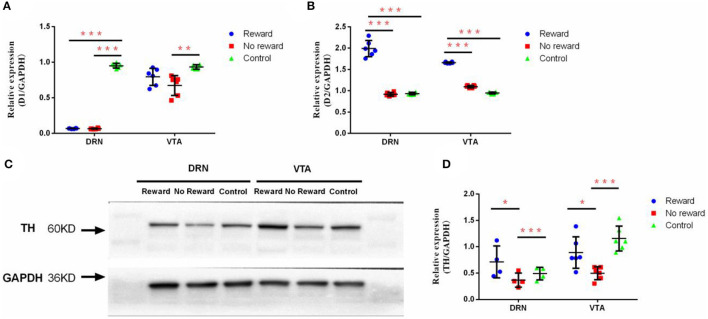 The effect of reward and stress on the dopamine system in DRN and VTA. (A) The mRNA expression of D1 in DRN and VTA, n = 9. (B) The mRNA expression of D2 in DRN and VTA, n = 9. (C) Western Blot analysis of the expression of TH in DRN and VTA. (D) Quantification of the expression level of TH in DRN and VTA, n = 6. *p < 0.05, **p < 0.01, and ***p < 0.001. Error bars in figures represent S.D.