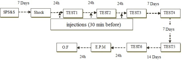 Timeline of experiments (Experimental groups described in section 2.7)