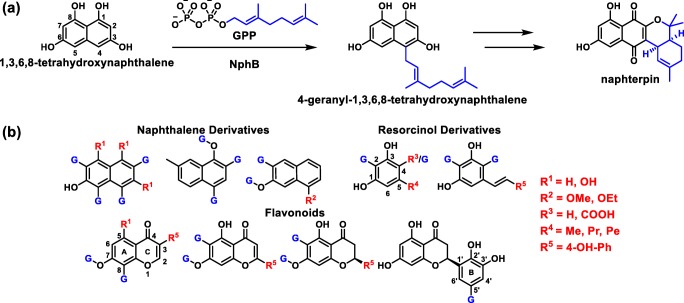 Reactions of NphB. a Recently proposed role of NphB in naphterpin biosynthesis (Murray et al. 2018). b Known substrates of NphB. Each known site of geranylation is highlighted with a blue “G”