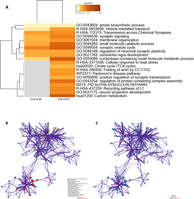Visualization of meta-analysis results based on multiple gene lists. A Heat map showing the top enrichment clusters, one row per cluster. Statistical significance is represented using a discrete color scale while the gray color indicates lack of significance. Some categories are enriched only in one comparison (CLA vs PU), and therefore, processes associated with this gene list are likely, too. B, C Enriched network visualization of two gene list results. B Each term is represented by a circle node where its size is proportional to the number of input genes, which fall into that term, and its color represents its cluster identity (nodes of the same color belong to the same cluster). Terms with a similarity score > 0.3 are linked by an edge (the thickness of the edge represents the similarity score). C The same enrichment network with nodes displayed as pies. Each pie sector is proportional to the number of hits originated from a gene list. Color code for pie sector represents the identities of a gene lists: red (CLA vs IN) and blue (CLA vs PU)