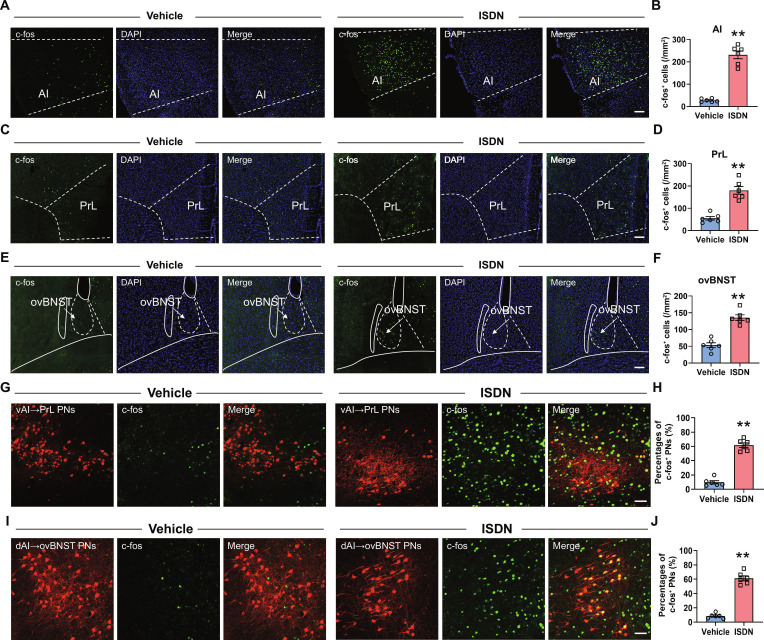 Repeated ISDN injections activate AI, PrL, and ovBNST neurons. (A to F) Representative images (A, C, and E) and graphs (B, D, and F) of c-fos-positive neurons in AI, PrL, and ovBNST after repeated ISDN or vehicle injections. Scale bar, 100 μm. (G and I) Representative images show c-fos expression in vAI→PrL projecting neurons (PNs) (G) and dAI→ovBNST PNs (I) of AI. AAV2/Retro-mCherry was injected into PrL (G) and ovBNST (I), resulting in retrograde expression in AI. Scale bar, 100 μm. (H and J) Statistical analysis shows the percentage of c-fos-positive neurons in vAI→PrL PNs (H) and dAI→ovBNST PNs (J) of AI. The data are presented as the mean ± SEM. **P<0.01 versus Vehicle. Detailed statistical results are provided in Table S1.